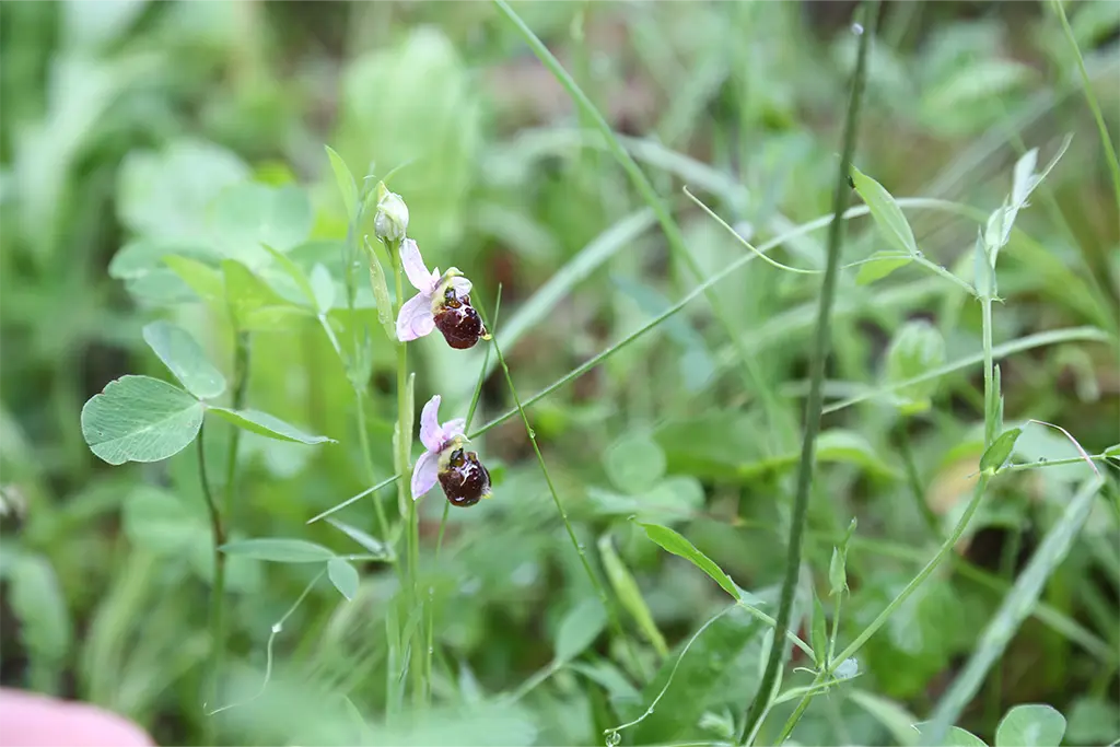 kreutzweck_orchidée crédit HelloJu 2