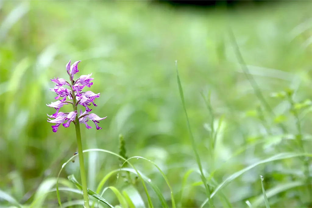 kreutzweck_orchidée crédit HelloJu