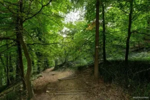 Vue sur la forêt