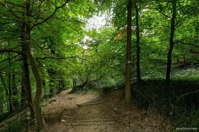 Vue sur la forêt